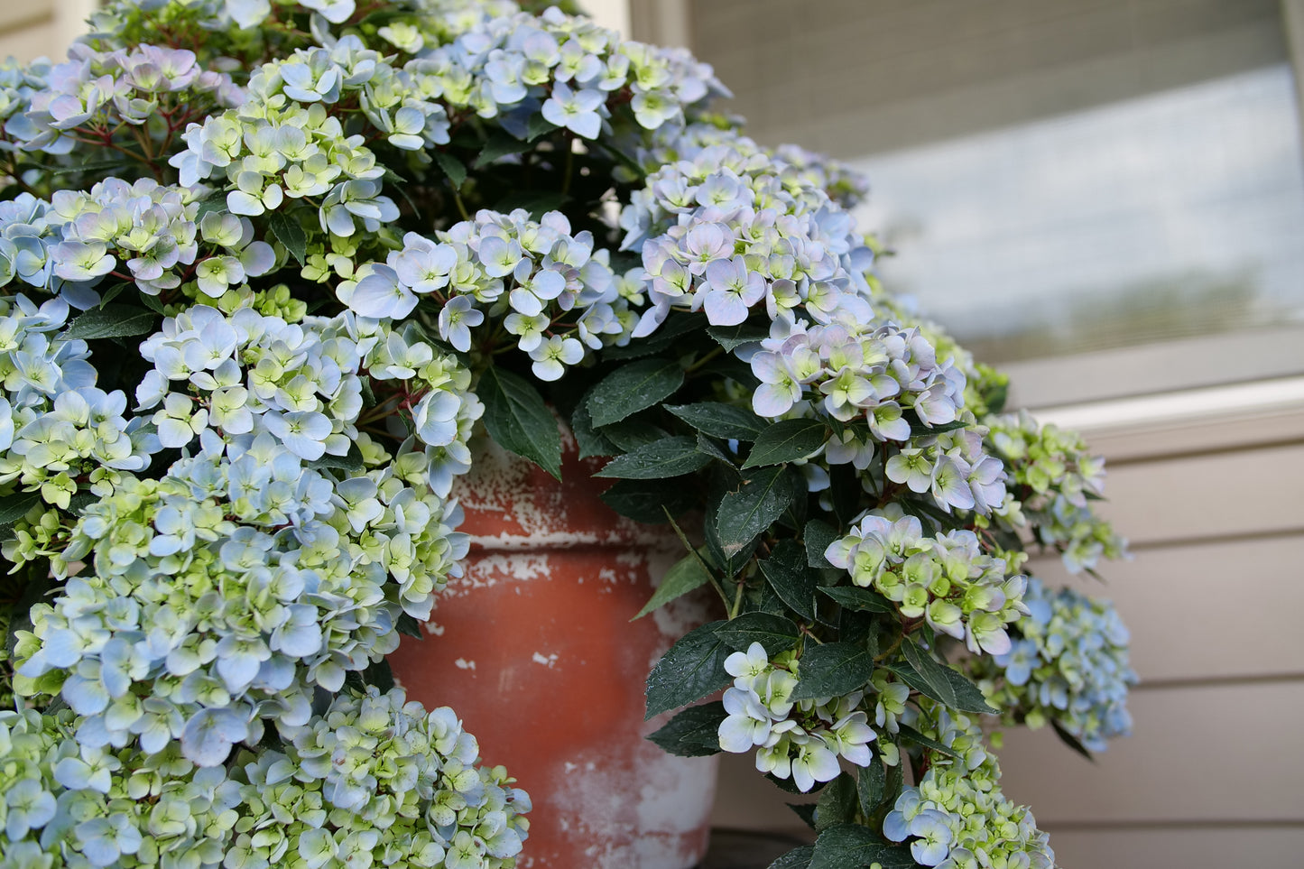 Proven Winners FAIRYTRAIL FRESCO® Cascade Hydrangea | Hydrangea x 'WNHYDFBPBMH'