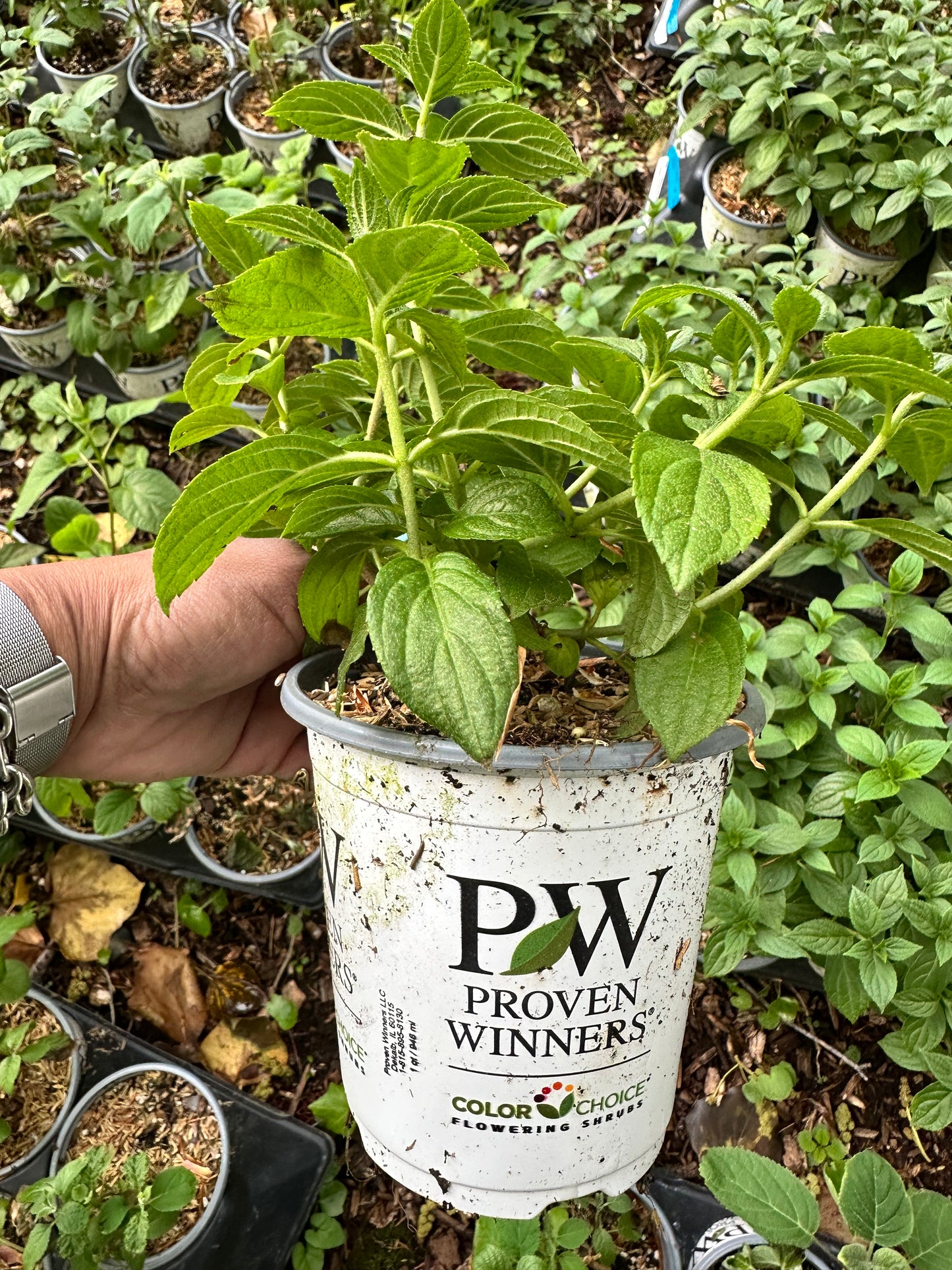 Proven Winners Little Lime Punch® Panicle Hydrangea | Hydrangea paniculata 'SMNHPH'