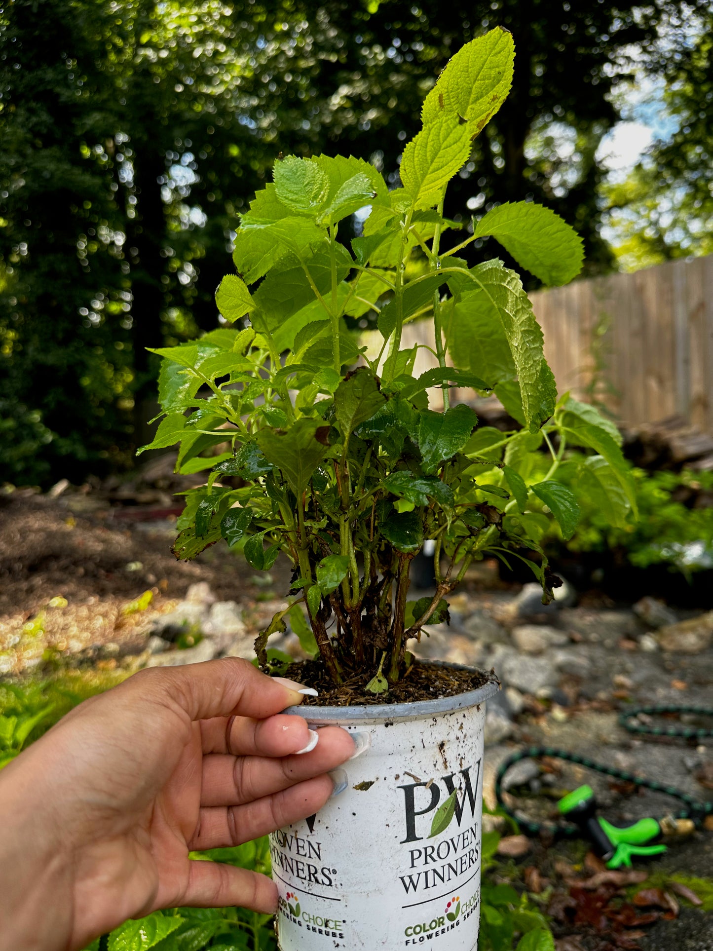 Proven Winners INCREDIBALL® Hydrangea - Smooth | Hydrangea arborescens 'Abetwo'