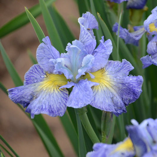 Credit: Walters Gardens, Inc