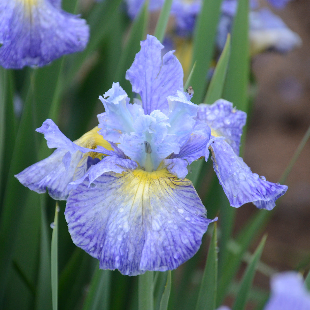 Credit: Walters Gardens, Inc