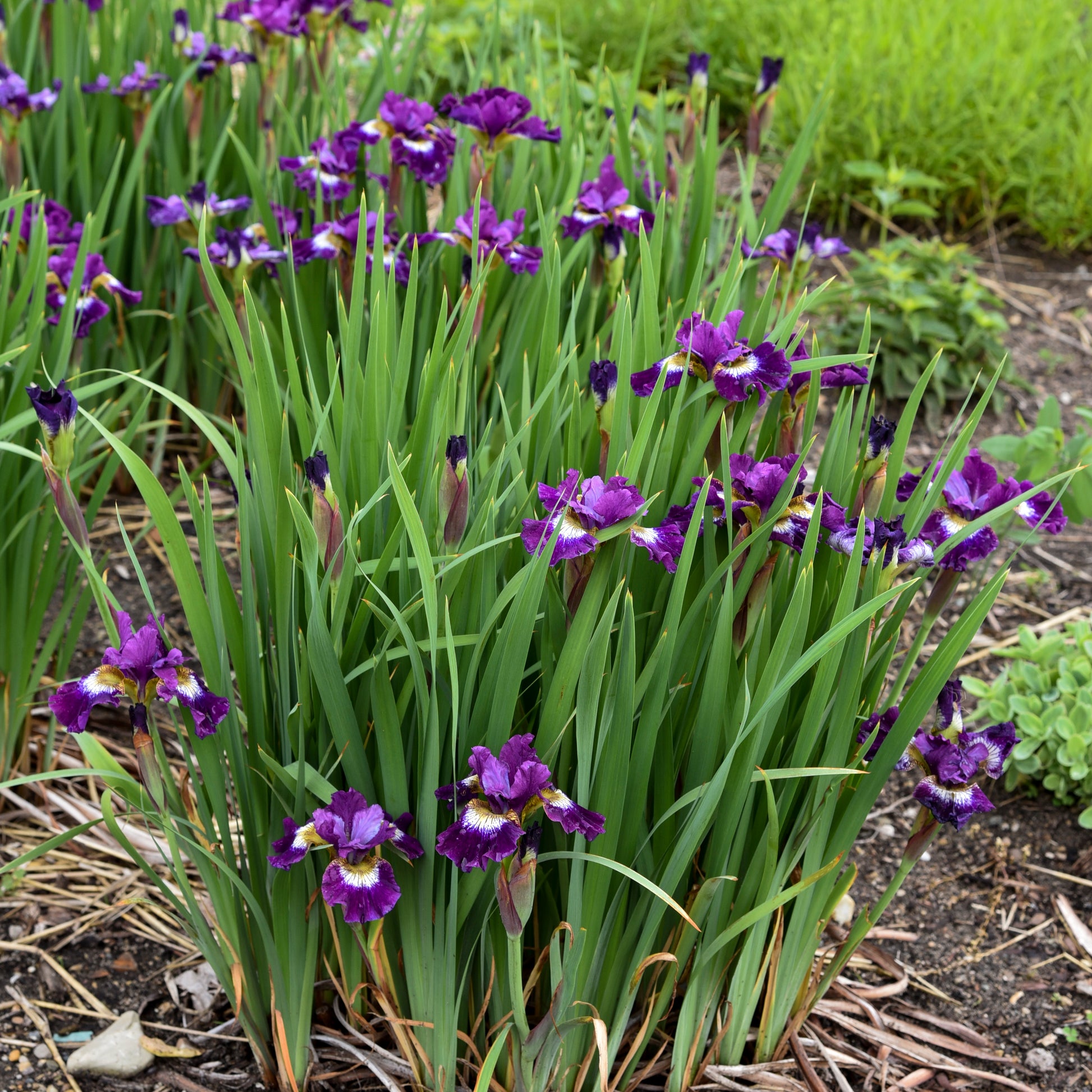 Credit: Walters Gardens, Inc