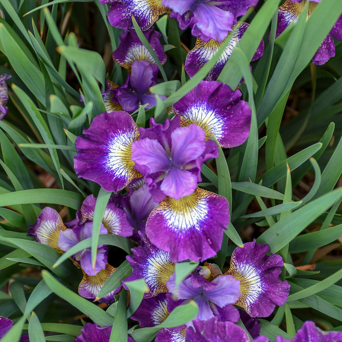 Credit: Walters Gardens, Inc