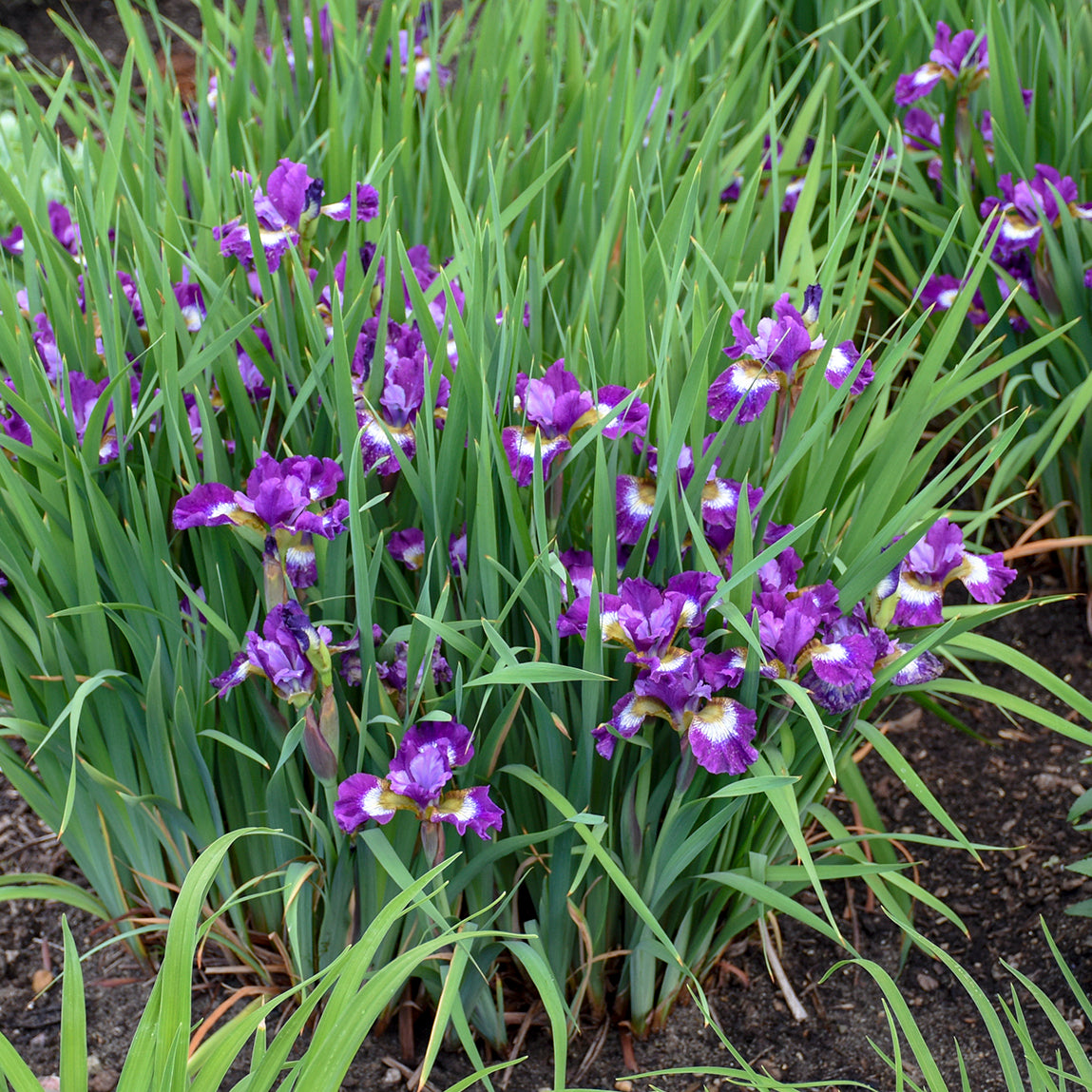 Credit: Walters Gardens, Inc