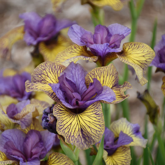 Credit: Walters Gardens, Inc