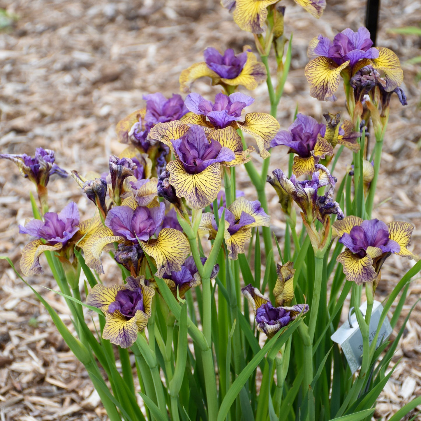 Credit: Walters Gardens, Inc