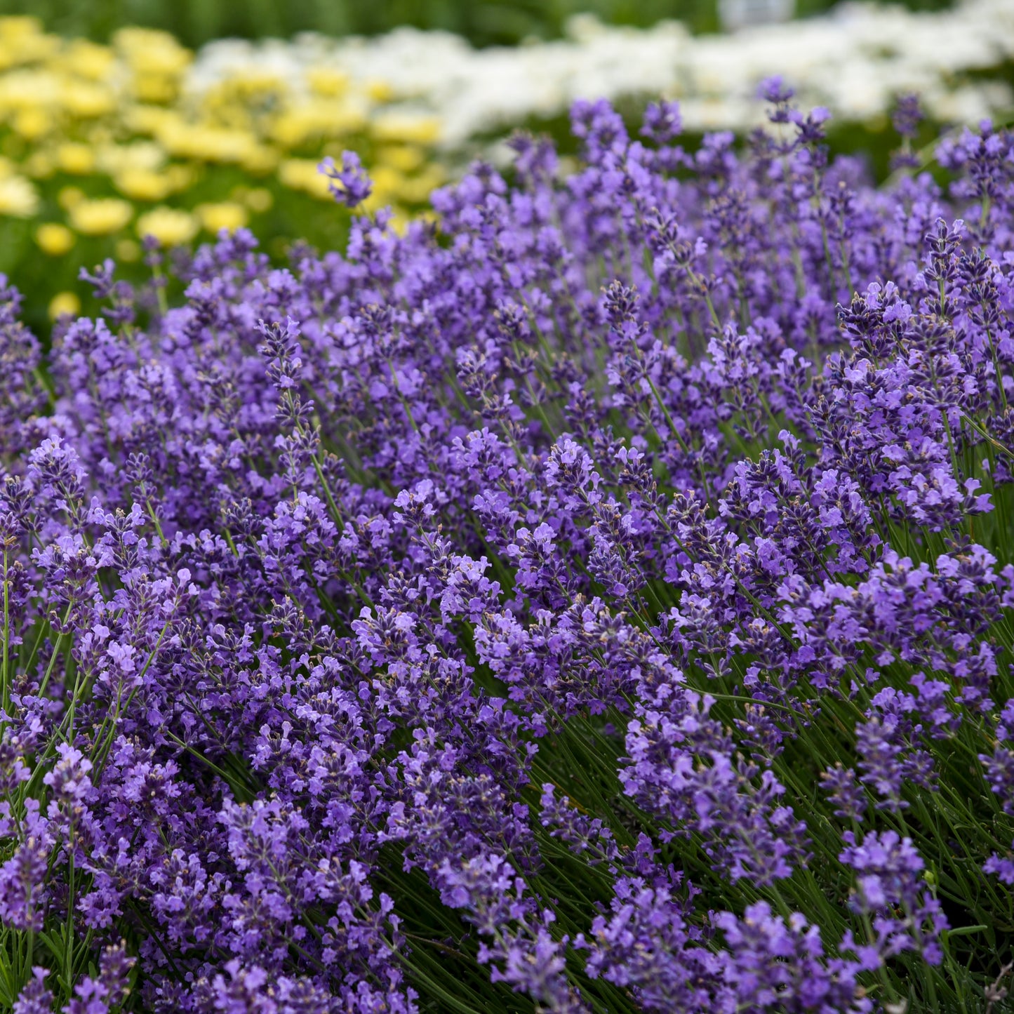 Credit: Walters Gardens, Inc