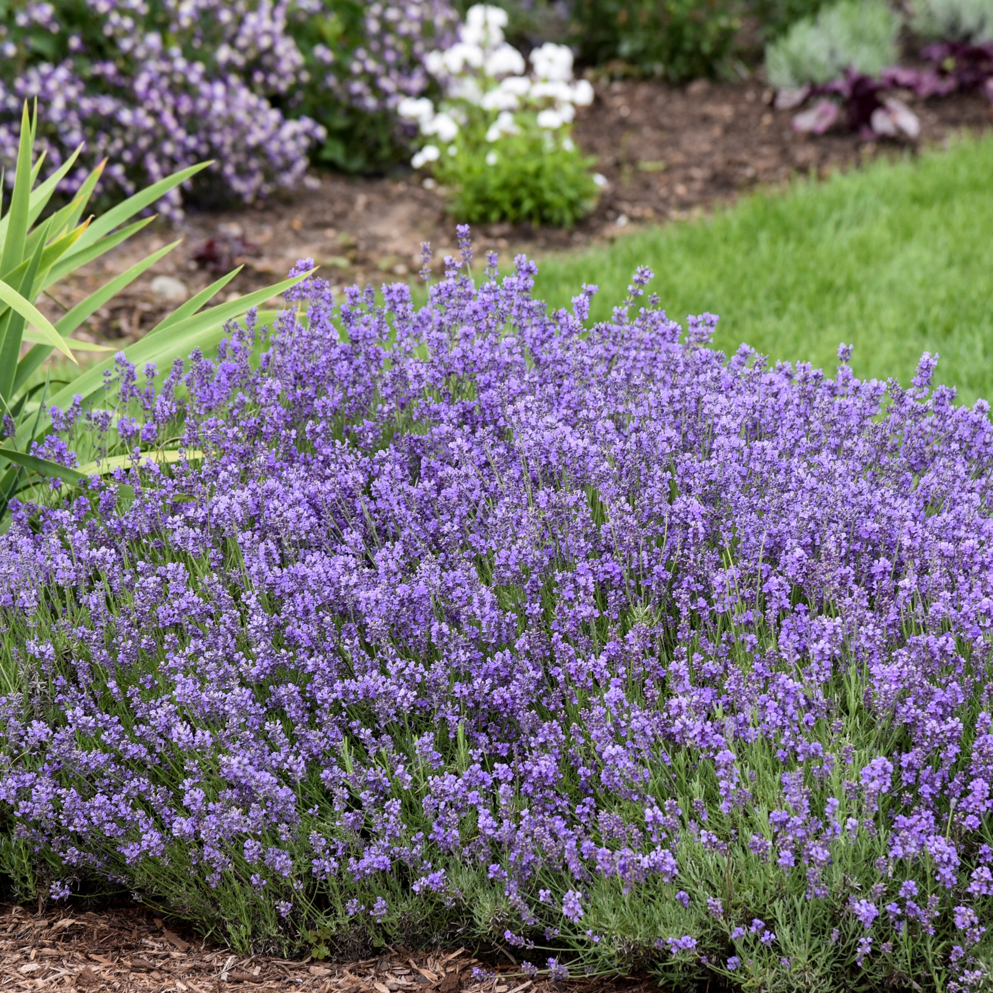Credit: Walters Gardens, Inc