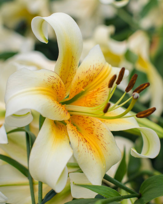Lily, Orienpet 'Mister Cas' - 3-pack | Lilium 'Mister Cas'