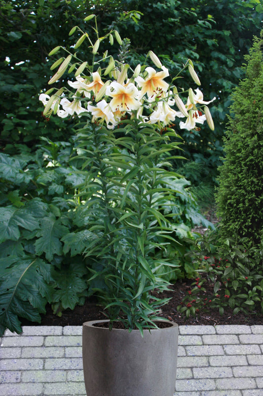 Lily, Orienpet 'Mister Cas' - 3-pack | Lilium 'Mister Cas'
