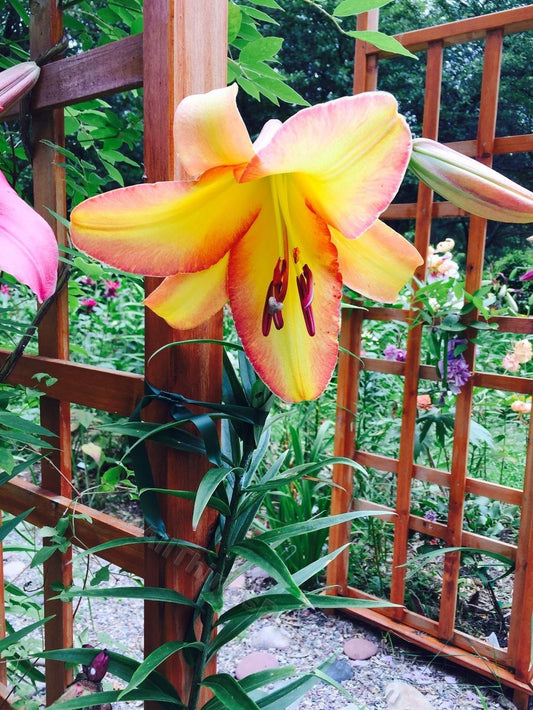 Lily, Orienpet 'Rising Moon' - 3-pack | Lilium 'Rising Moon'