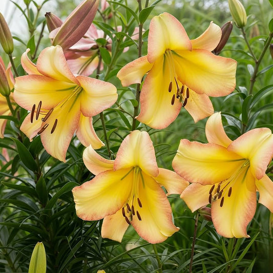 Lily, Orienpet 'Rising Moon' - 3-pack | Lilium 'Rising Moon'