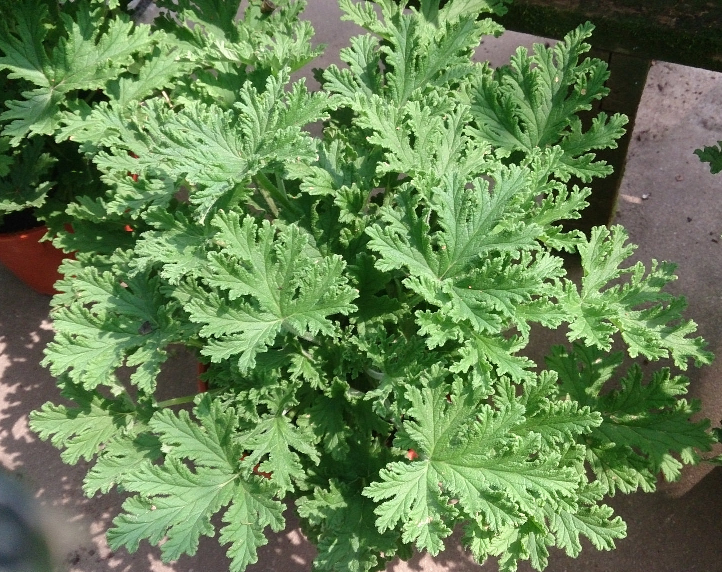 Scented Geranium, 'Citronella' | Pelargonium 'Citronella'
