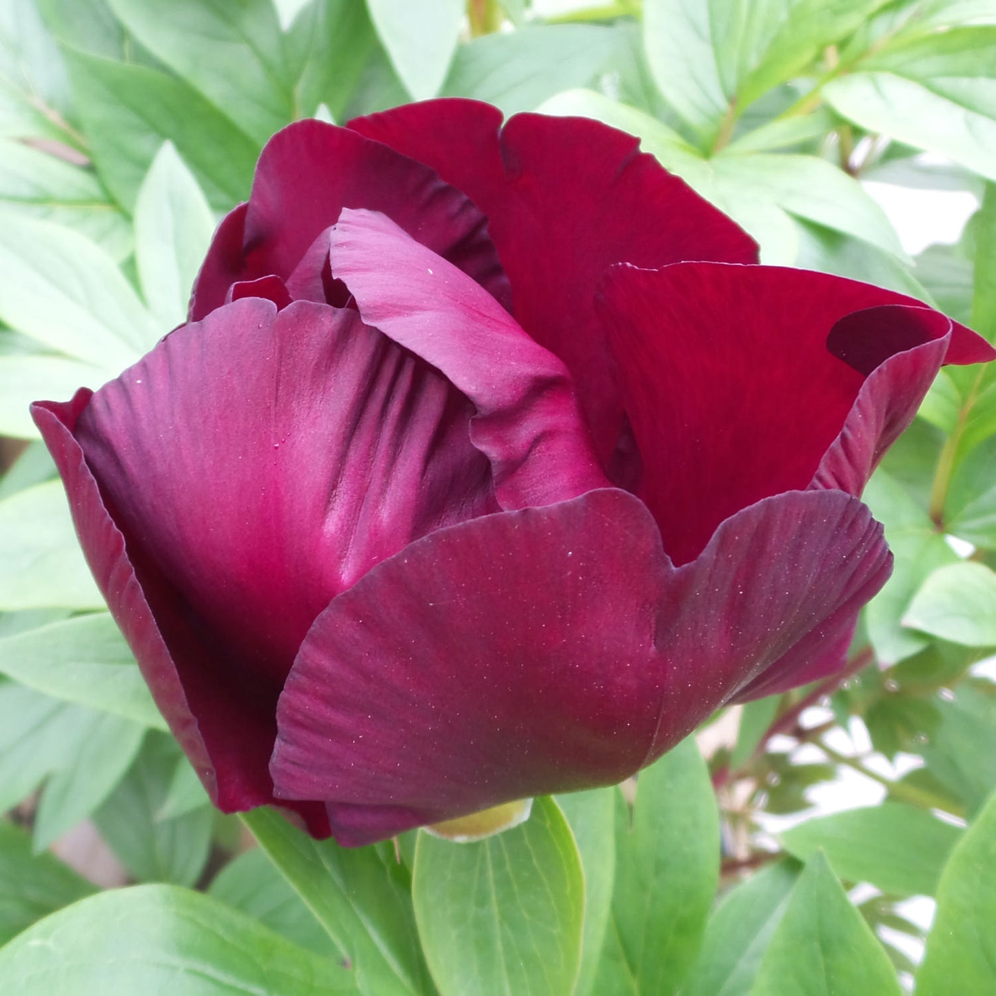 Itoh Peony 'Scarlet Heaven' | Paeonia x intersectional 'Scarlet Heaven'