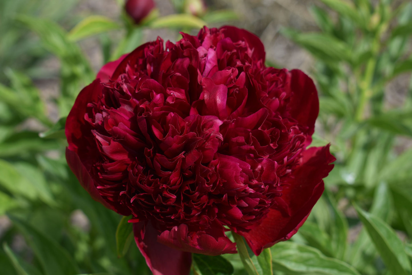 Peony 'Peter Brand' | Paeonia lactiflora 'Peter Brand'