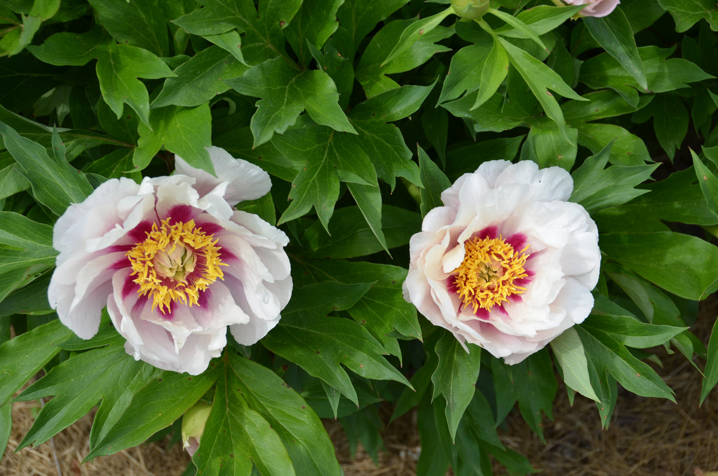 Itoh Peony 'Cora Louise' | Paeonia Itoh 'Cora Louise'