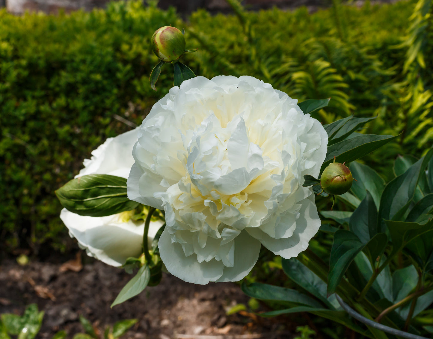 Peony 'Duchesse de Nemours' | Paeonia lactiflora 'Duchesse de Nemours'