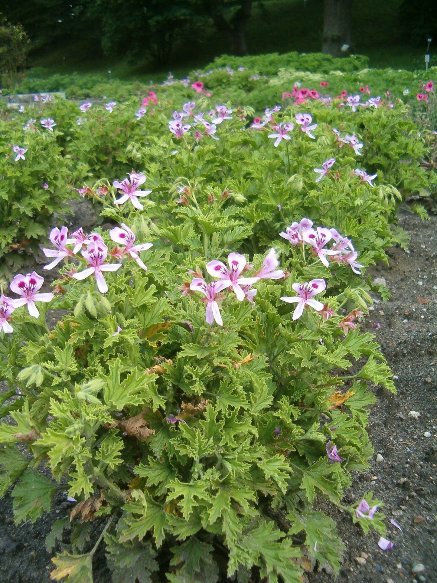Scented Geranium, 'Citronella' | Pelargonium 'Citronella'