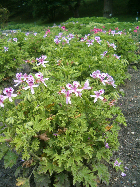 Scented Geranium, 'Citronella' | Pelargonium 'Citronella'