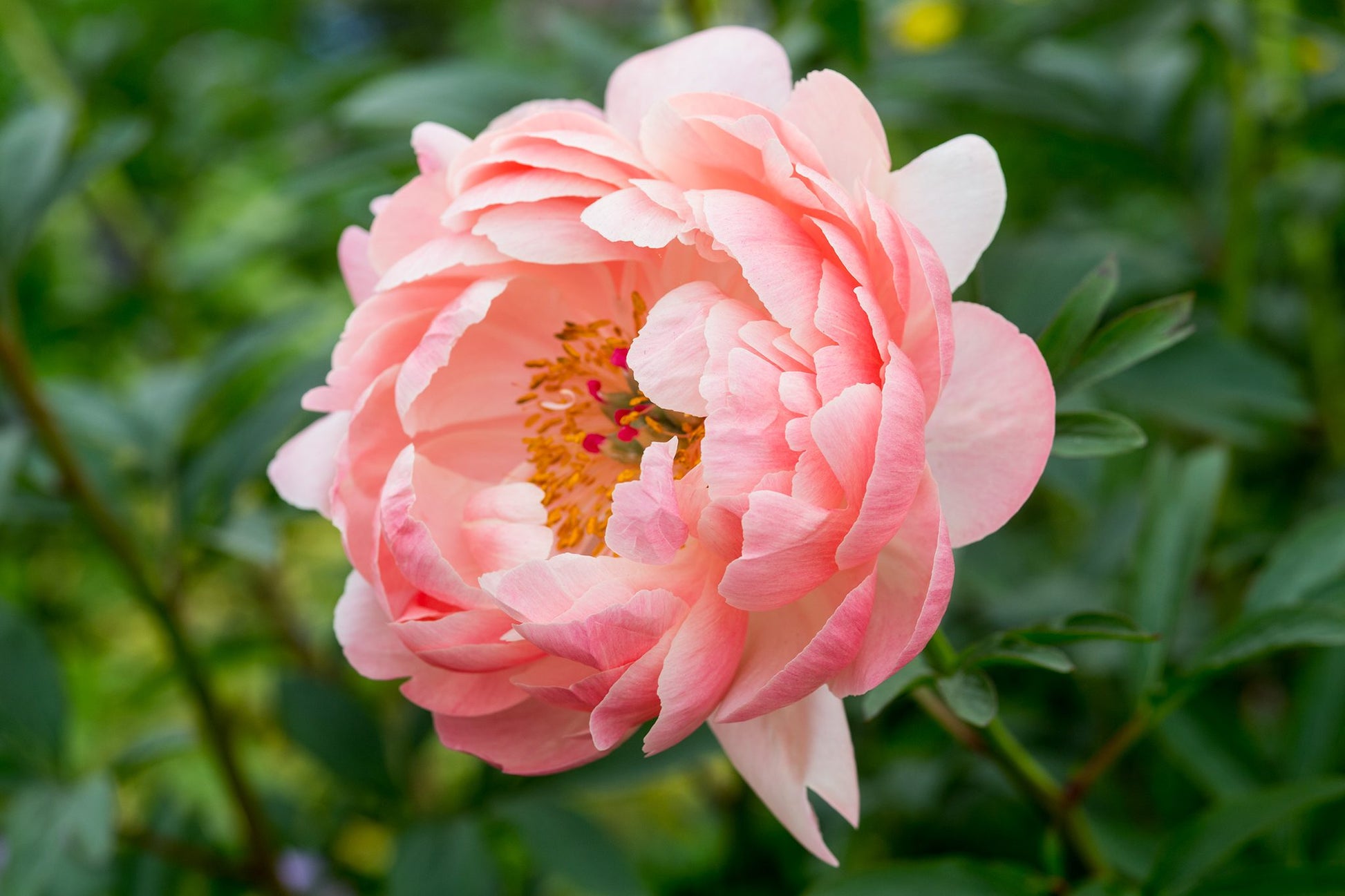 Credit: Gardener's World.com