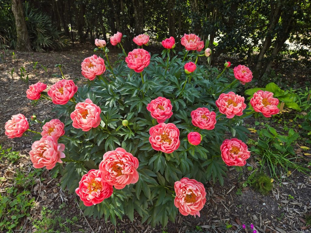 Credit: Juniper Level Botanic Garden