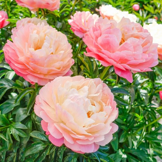 Credit: K Van Bourgondien