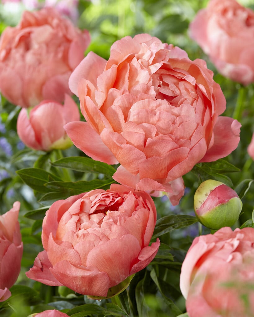 Credit: Tulip Store