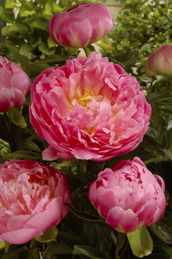 Credit: Tulip Store