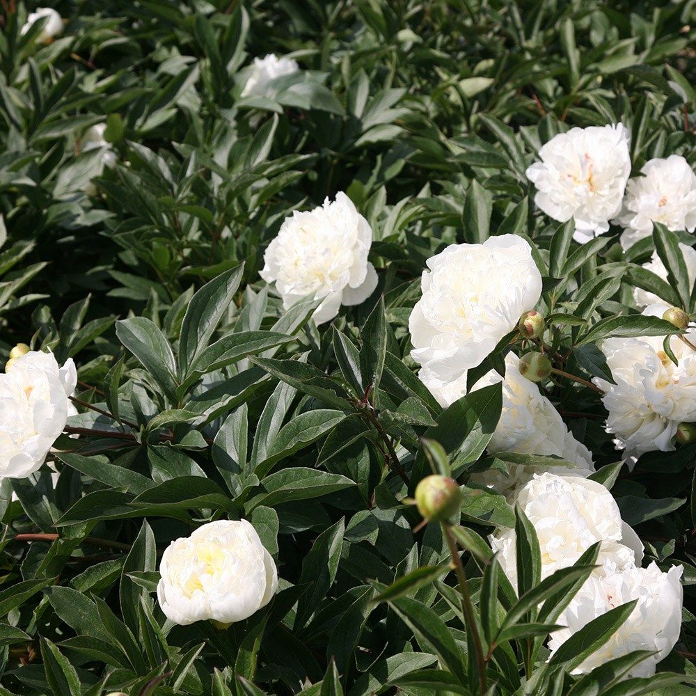 Credit: Kiefer Nursery