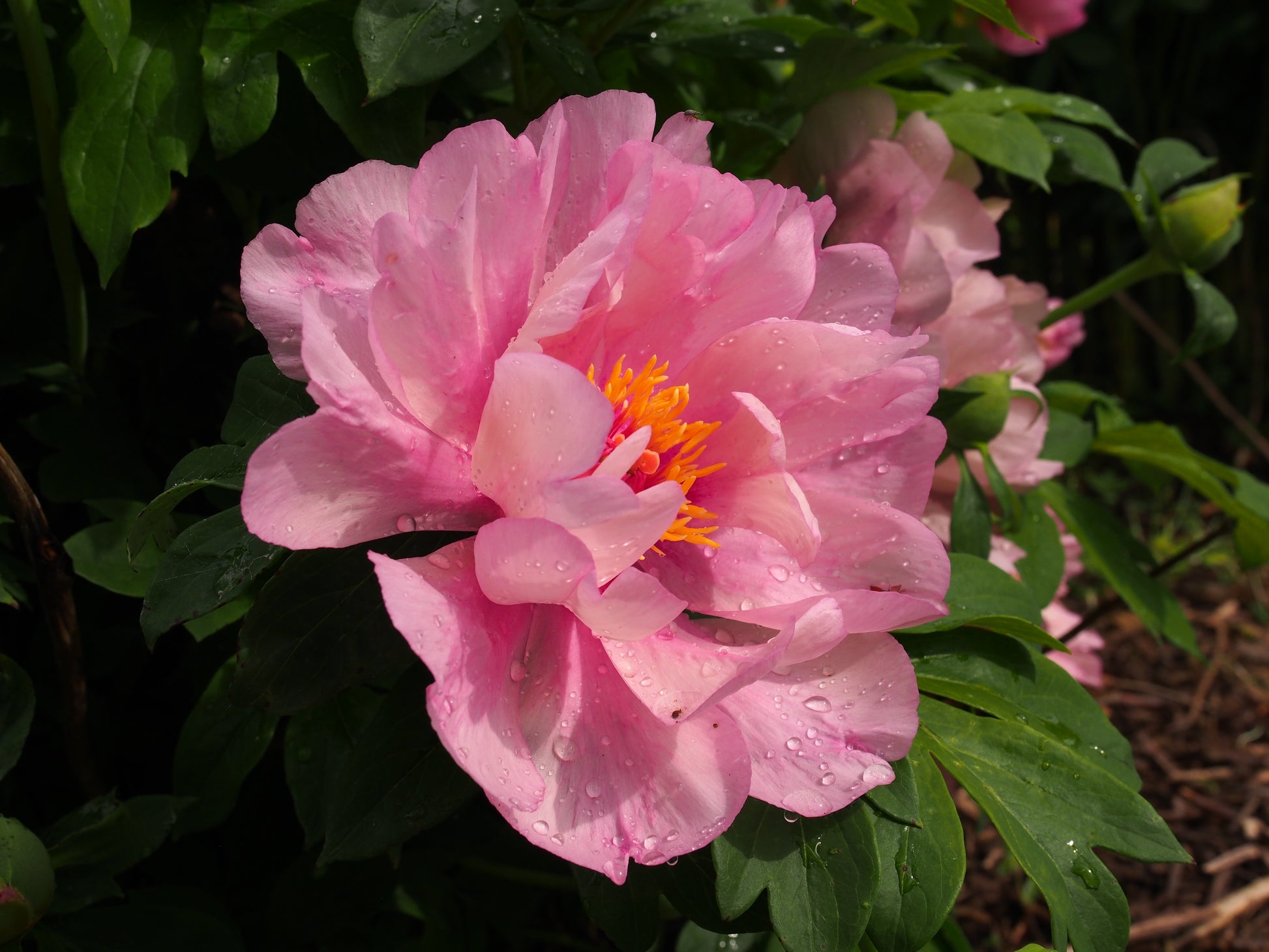 Credit: F. D. Richards