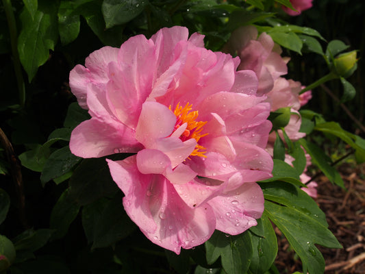 Credit: F. D. Richards