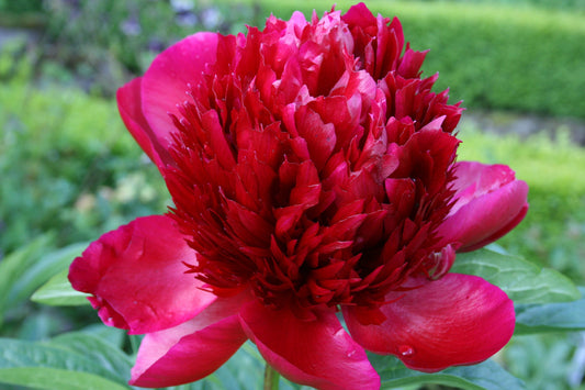 Credit: Ballyrobert Gardens