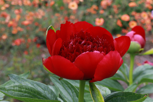 Credit: Ballyrobert Gardens