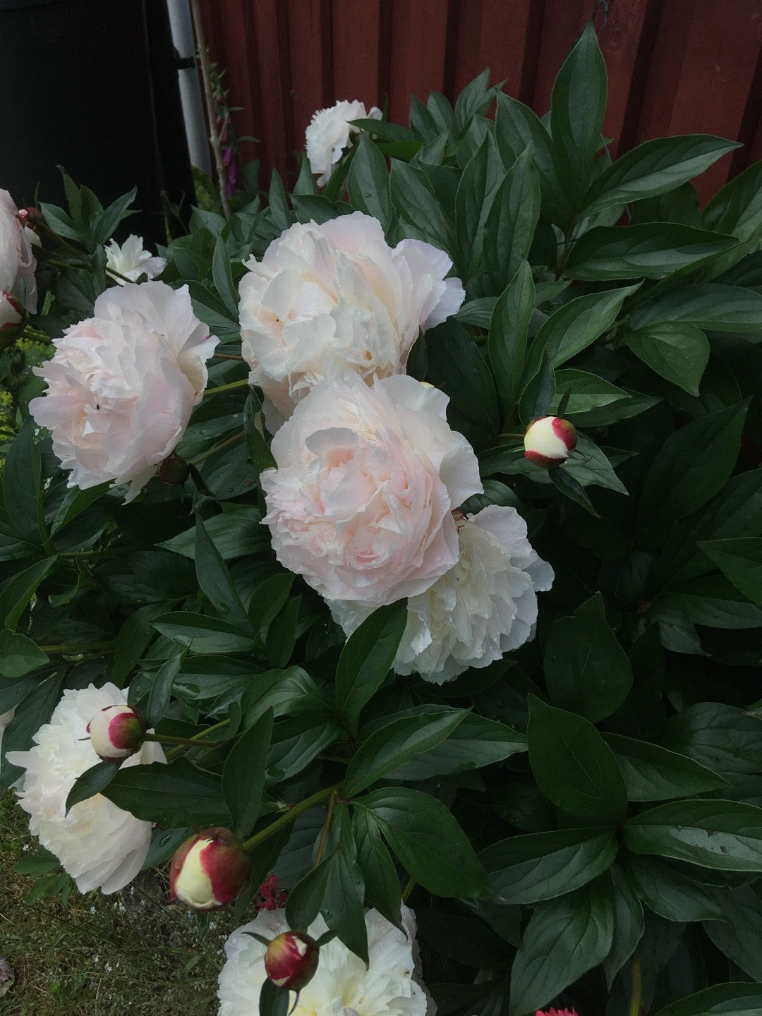 Peony 'Shirley Temple' | Paeonia lactiflora 'Shirley Temple'