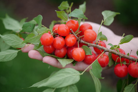 Proven Winners Bush Cherry, EASY AS PIE® | Prunus x 'SMNPJL'