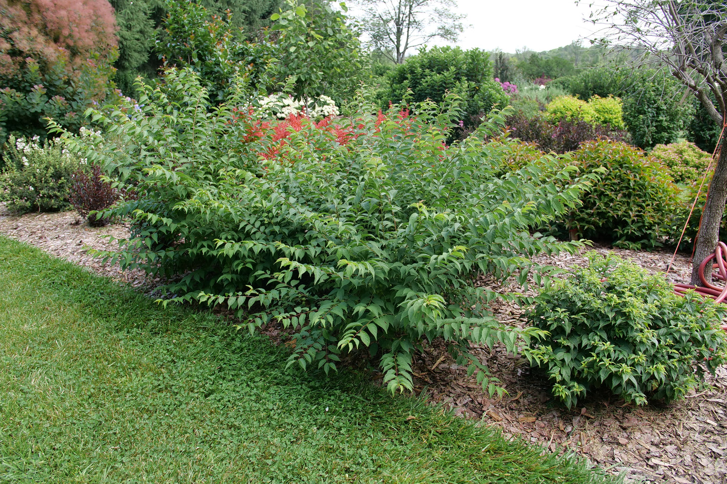 Proven Winners Bush Cherry, EASY AS PIE® | Prunus x 'SMNPJL'