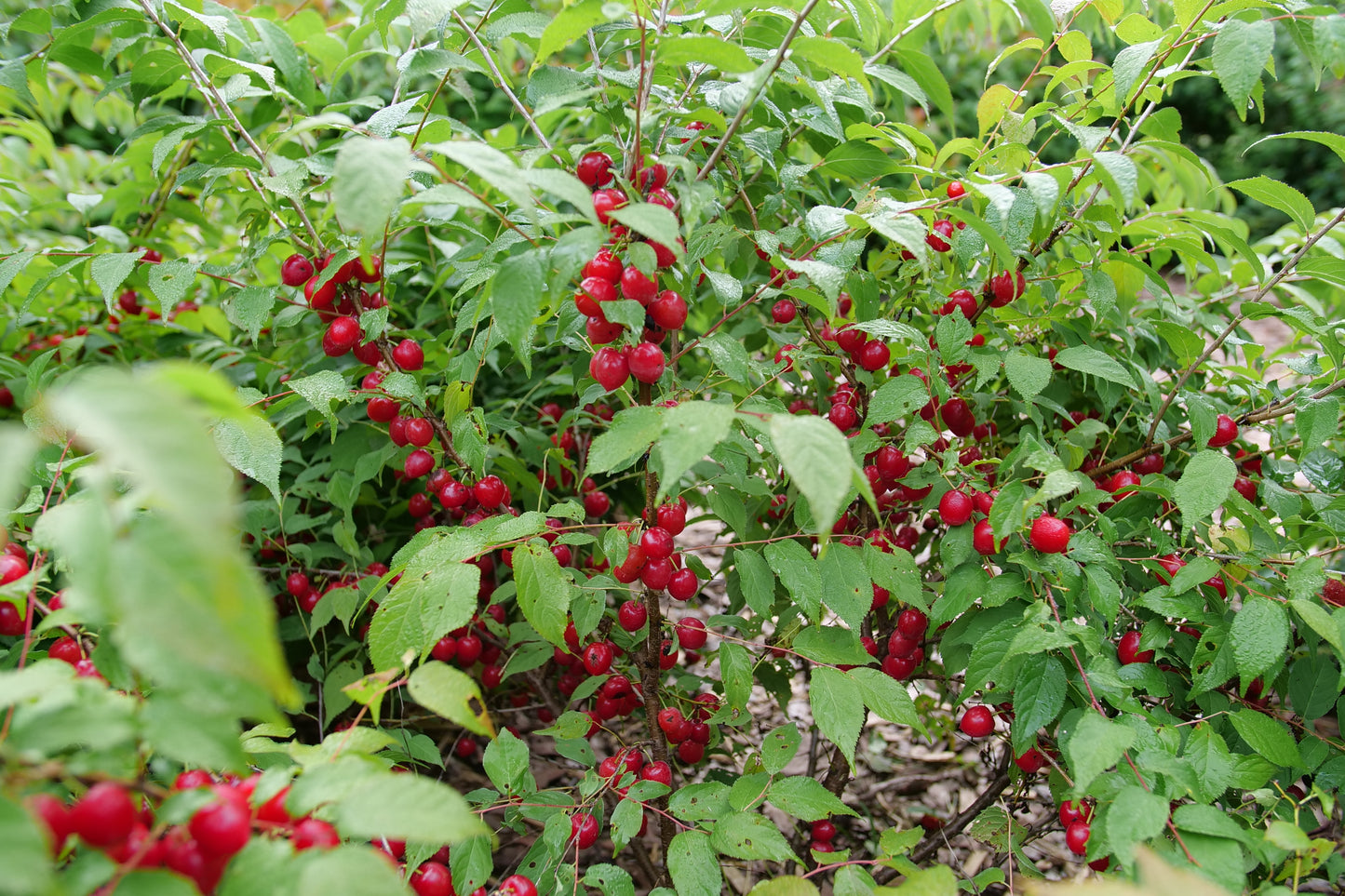Proven Winners Bush Cherry, EASY AS PIE® | Prunus x 'SMNPJL'