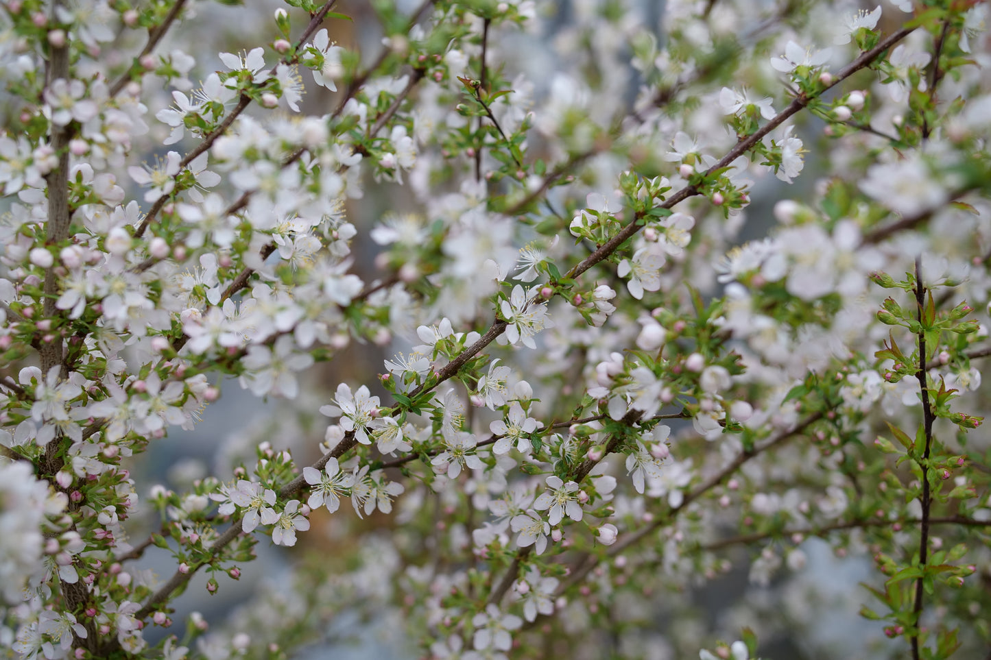 Proven Winners Bush Cherry, EASY AS PIE® | Prunus x 'SMNPJL'