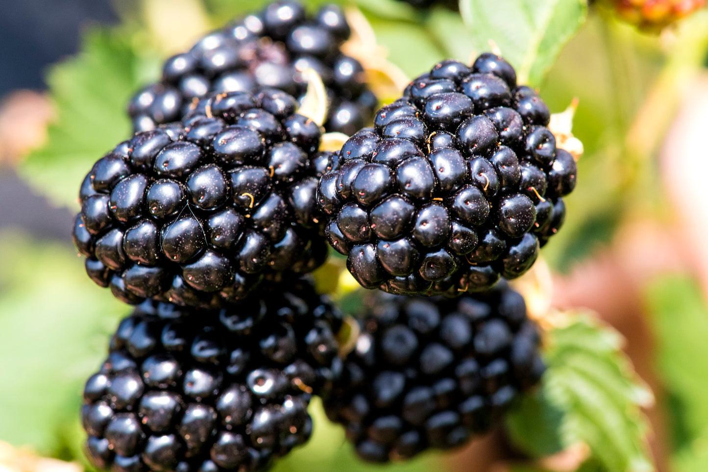 Thornless Blackberry, Taste of Heaven® | Rubus 'Ponca'