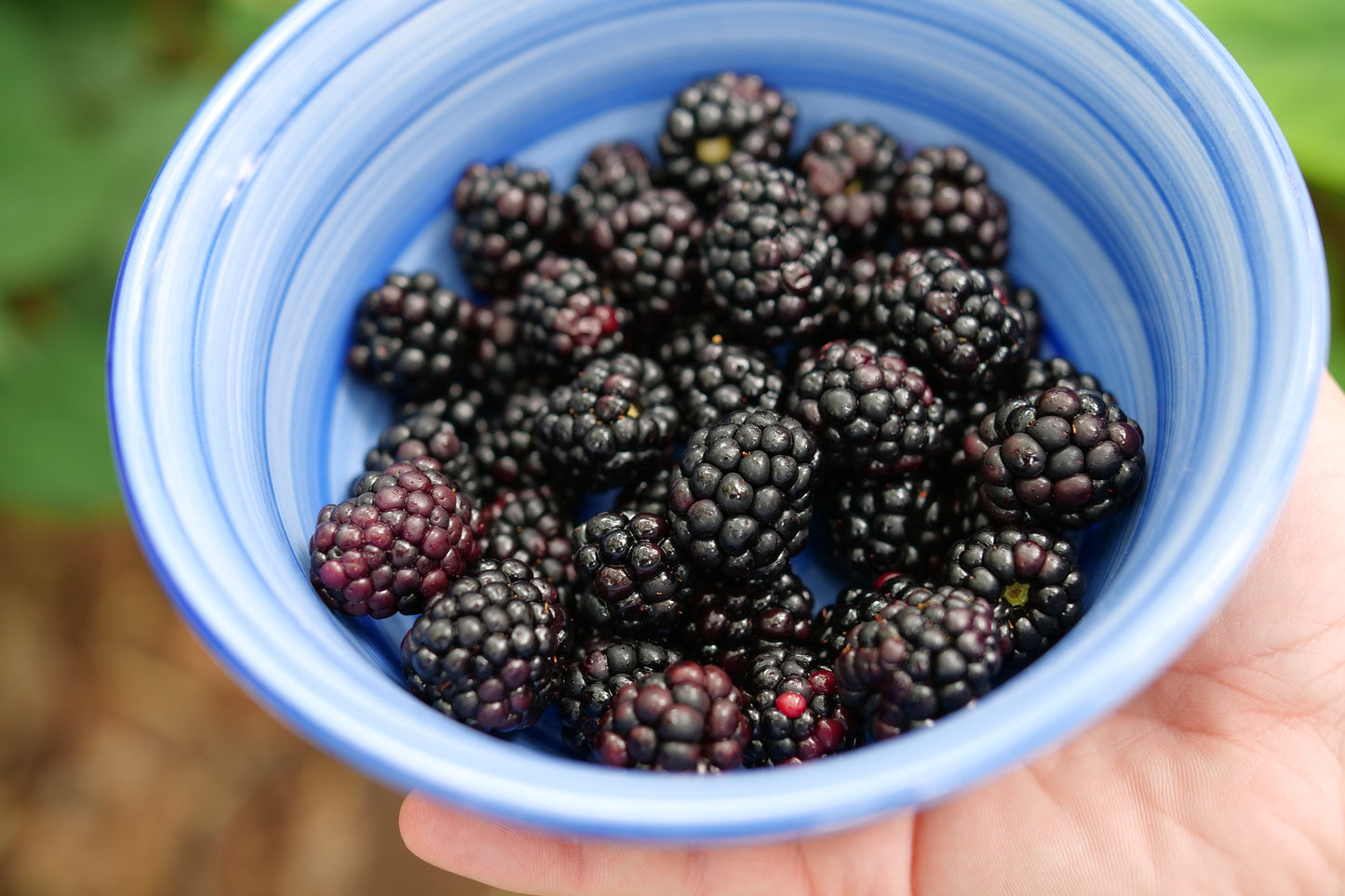 Thornless Blackberry, Taste of Heaven® | Rubus 'Ponca'