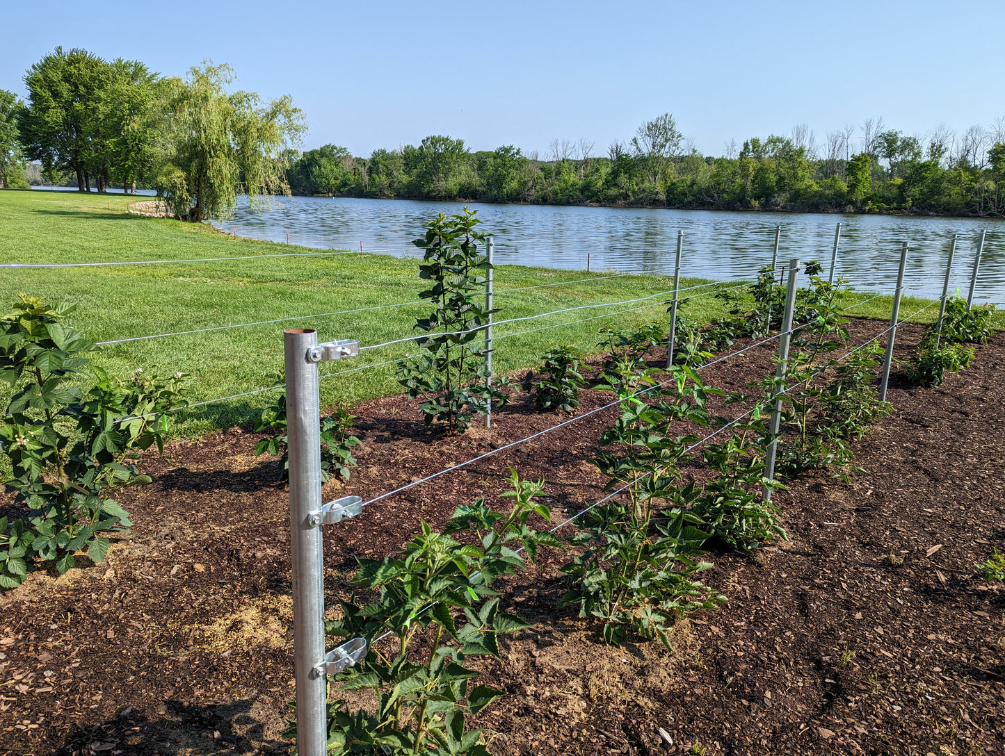 Thornless Blackberry, Taste of Heaven® | Rubus 'Ponca'
