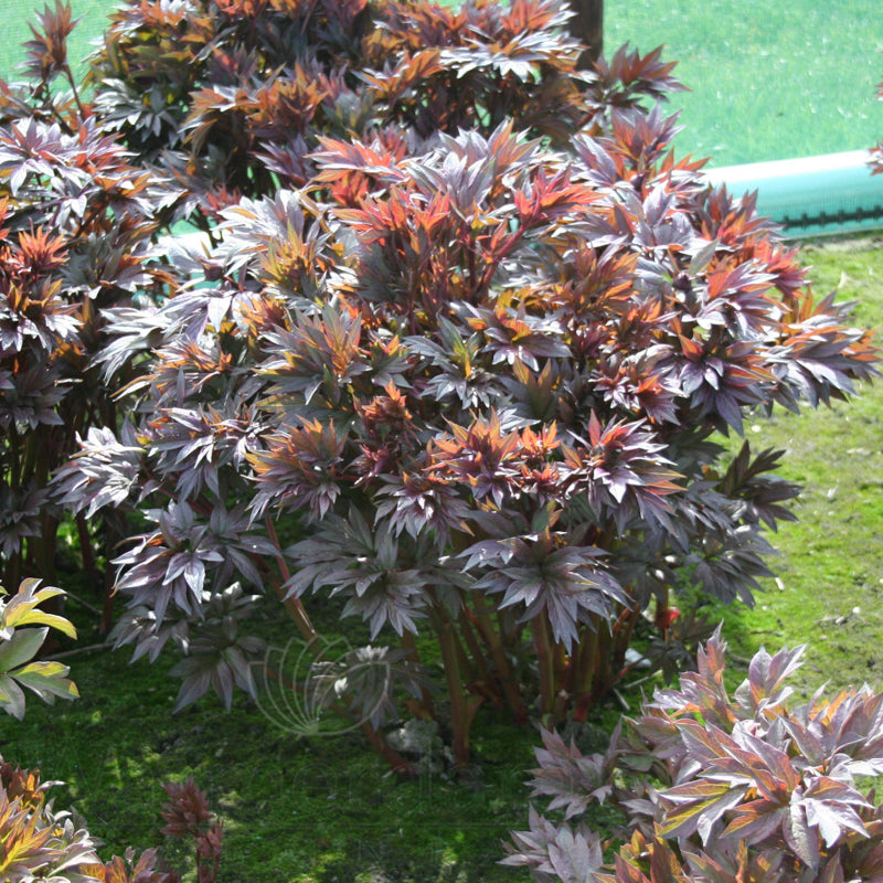 Itoh Peony 'Scarlet Heaven' | Paeonia x intersectional 'Scarlet Heaven'