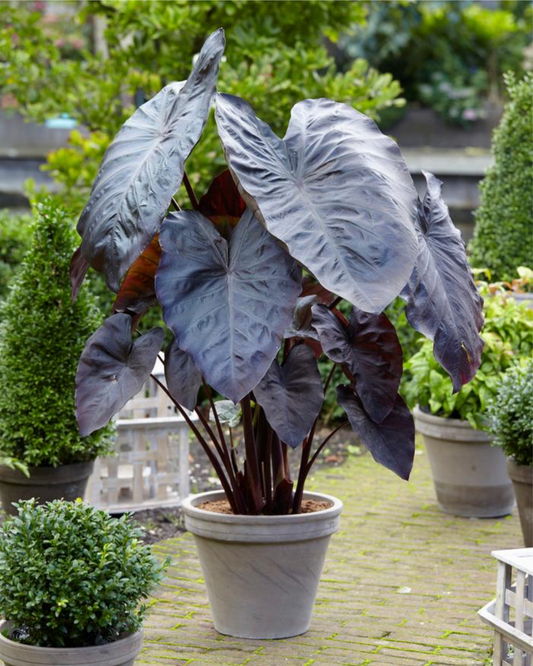 Elephant Ear, Diamond Head | Colocasia esculenta 'Diamond Head'