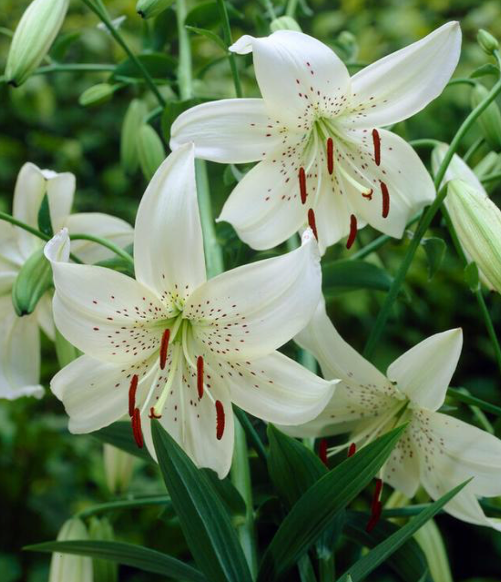 Lily, Tiger 'White Twinkle' - 3-pack | Lilium tigrinum 'White Twinkle'