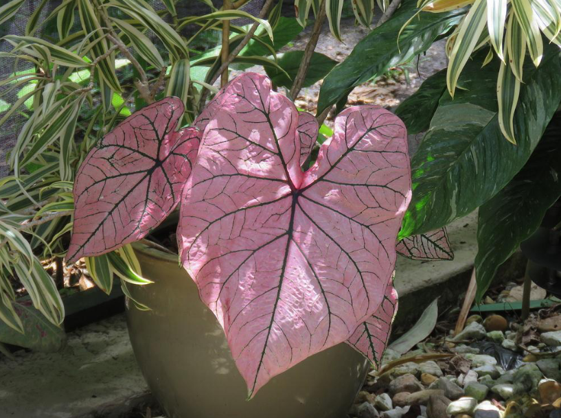 Caladium, Spring Fling  - 3/6/10/30-pack |  Caladium 'Spring Fling'