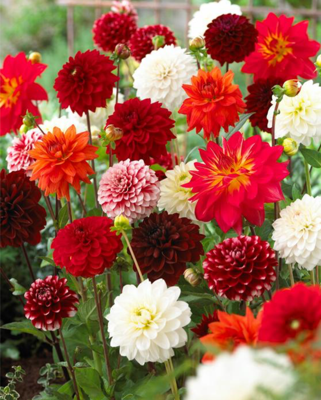 Dahlia, Mix 'Summer Elegance Mix' 3/6-pack | Dahlia