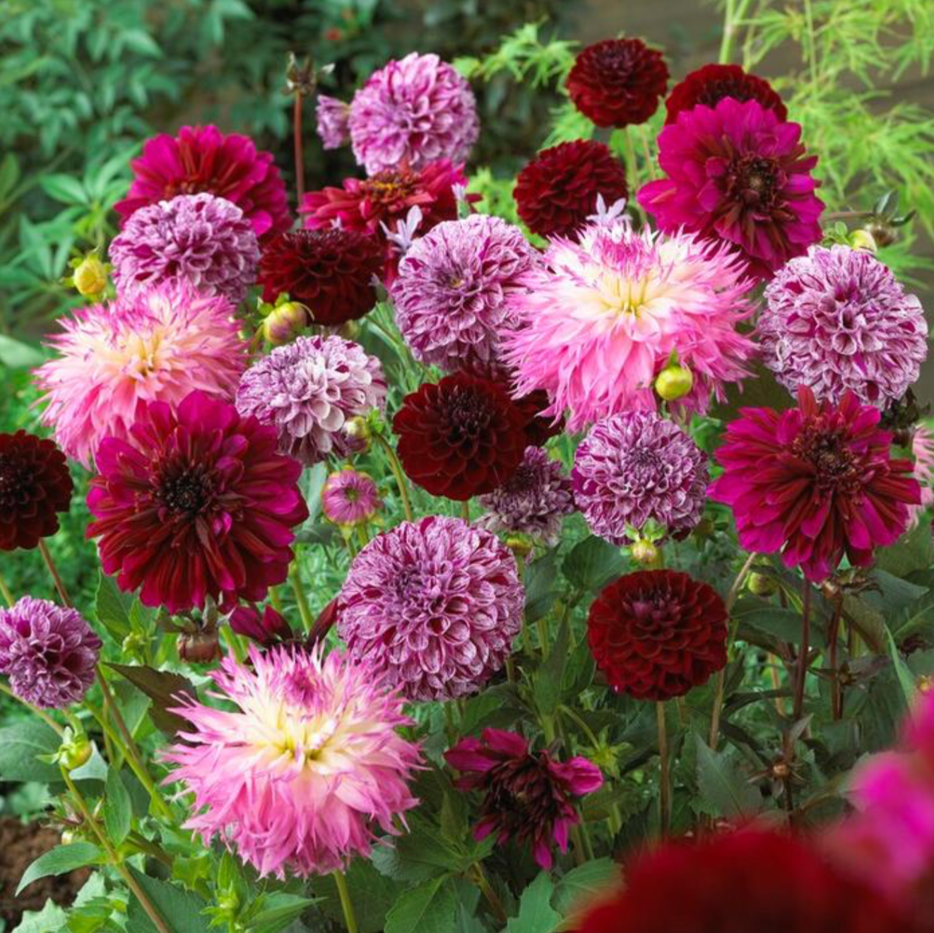 Dahlia, Mix 'Purple Painting Mix' - 3/6-pack | Dahlia