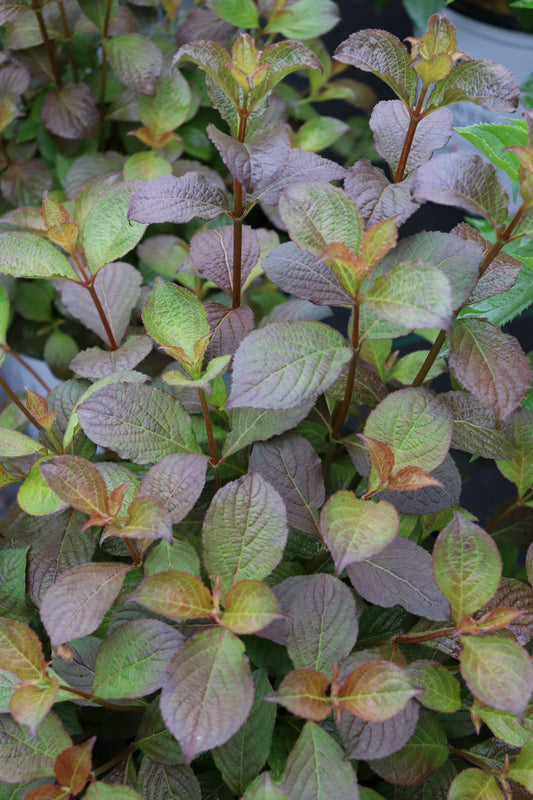 Proven Winners MIDNIGHT SUN® Weigela | Weigela florida 'Verweig9'
