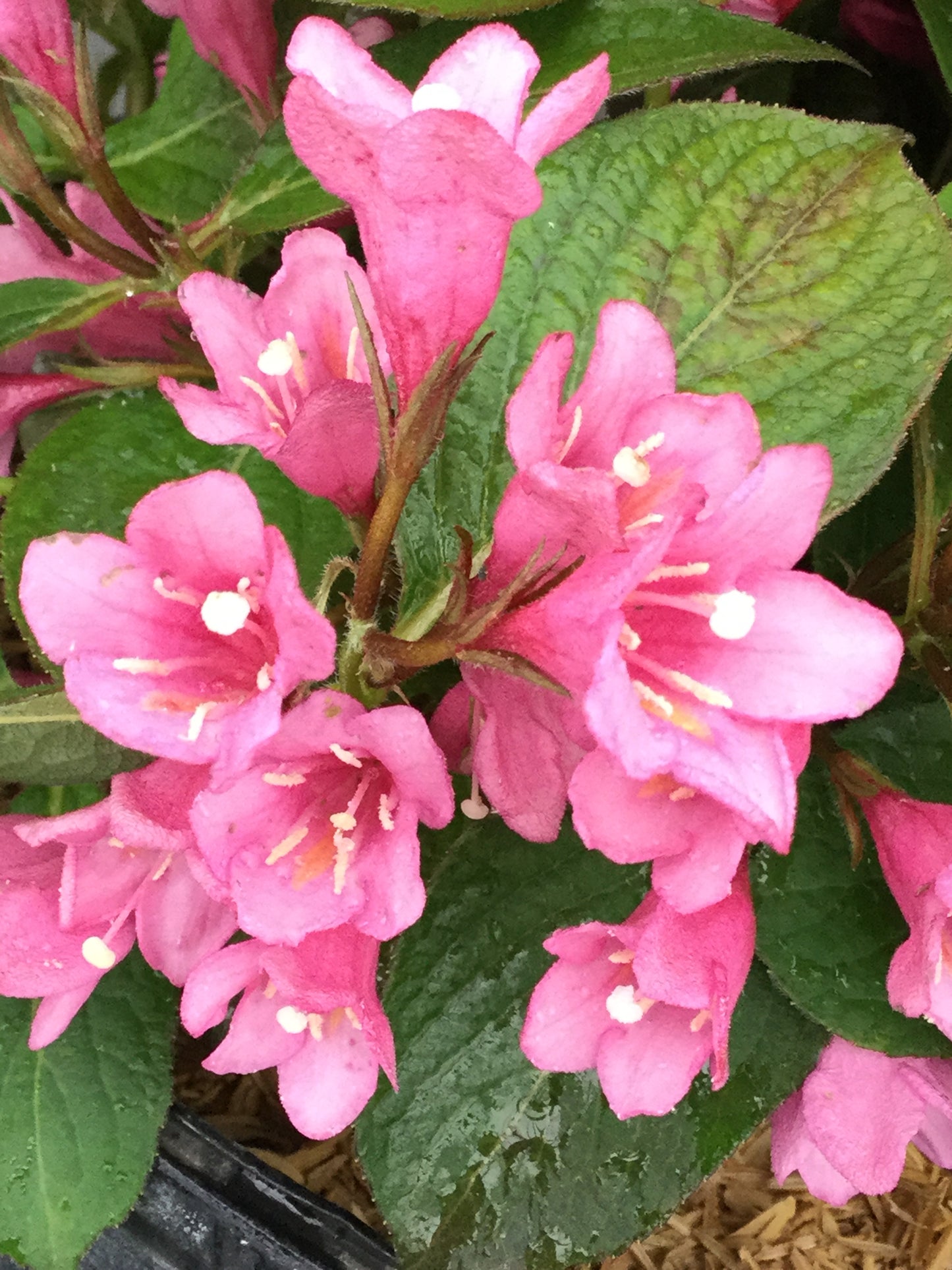 Proven Winners MIDNIGHT SUN® Weigela | Weigela florida 'Verweig9'