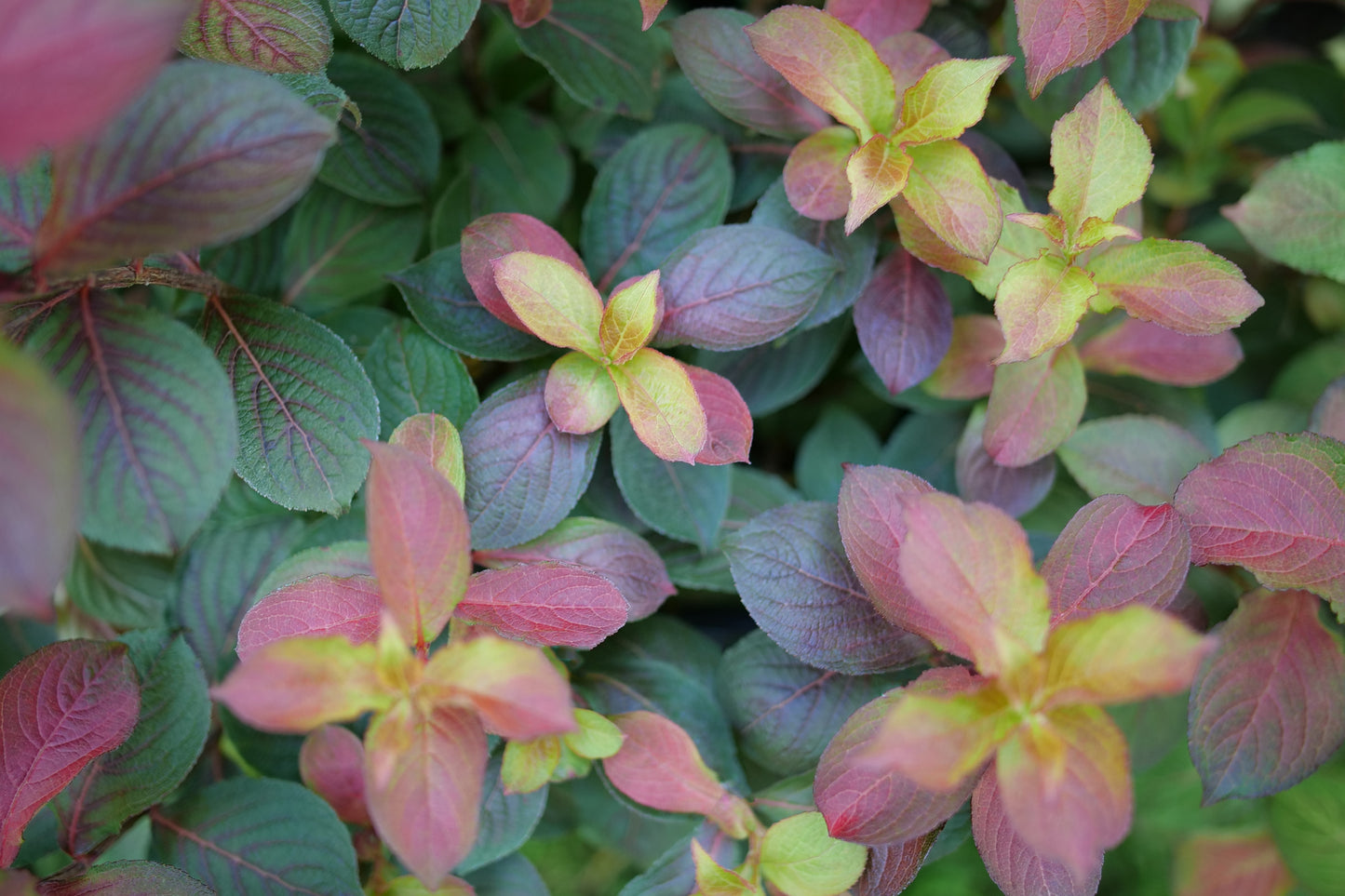 Proven Winners MIDNIGHT SUN® Weigela | Weigela florida 'Verweig9'